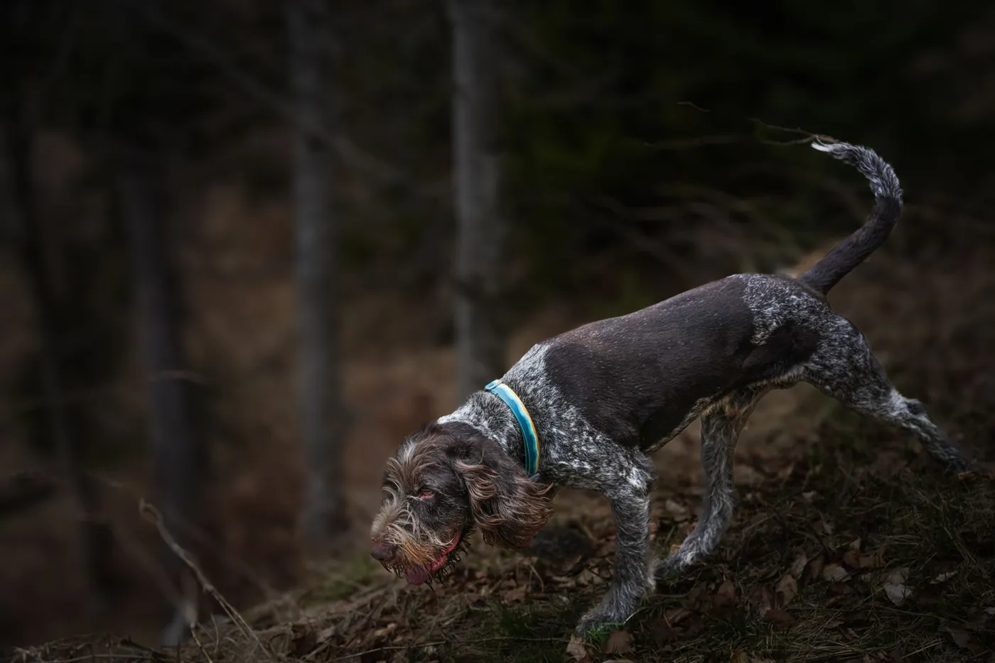 Sniffer dog searching the forest floor