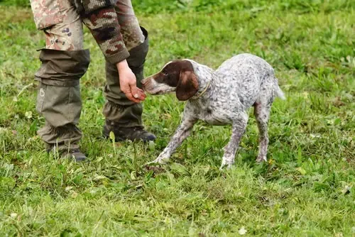 Truffle dog sniffing a meadow with a truffle hunter