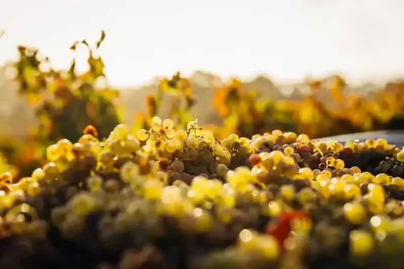 Raisins fraîchement vendangés devant des vignes automnales